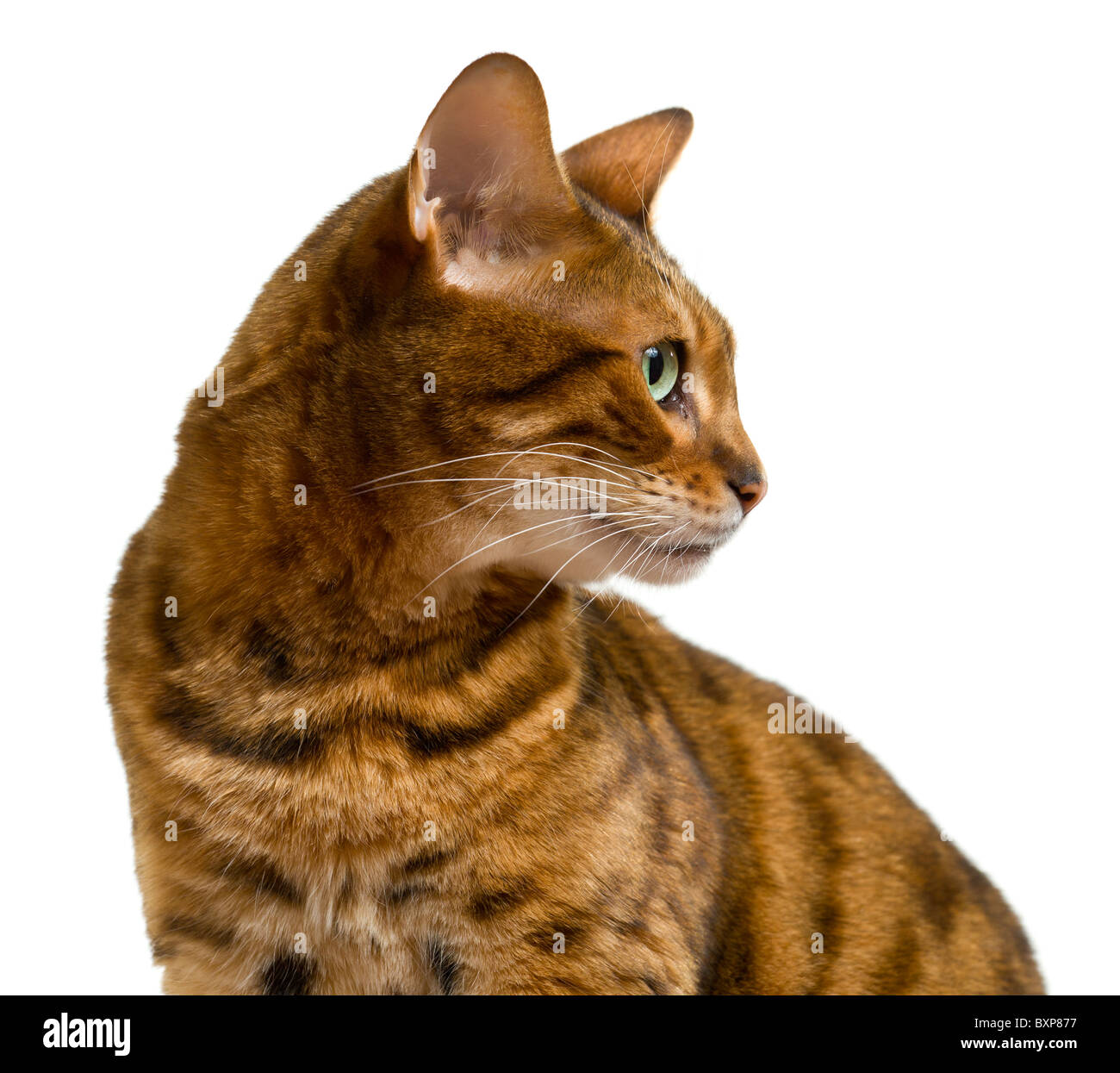 Giovani Gatto bengala o gattino cercando lateralmente in profilo shot Foto Stock