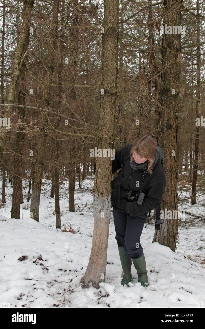 Persona di ispezionare albero qualora il Cinghiale ha sfregato contro dopo wallowing in fango Foto Stock