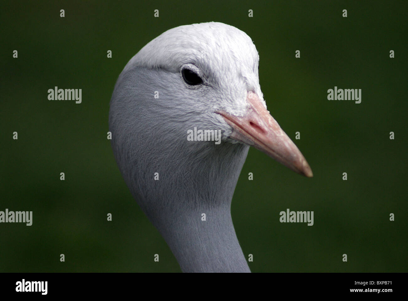 Testa di un uccello, close up Foto Stock