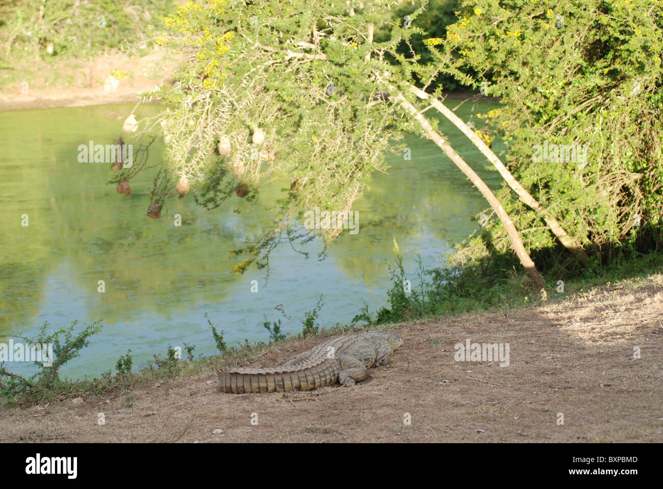 Un coccodrillo appoggiata da un waterhole in Schotia riserva privata, Sud Africa Foto Stock