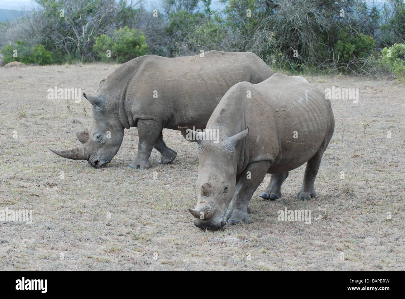 Rinoceronte bianco - i rinoceronti - in Schotia riserva privata, Sud Africa Foto Stock
