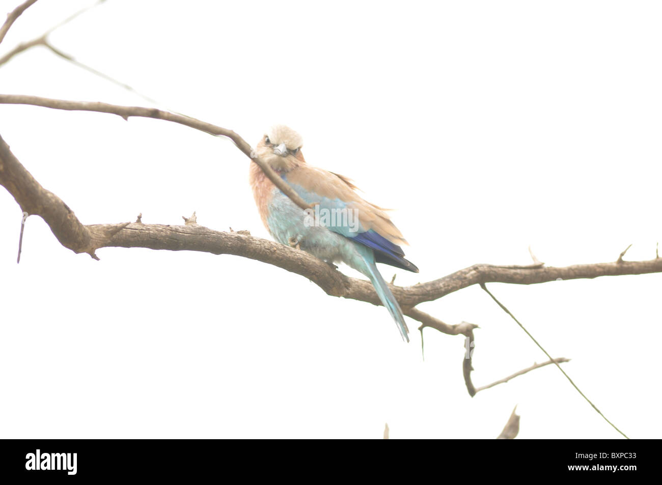 Un colorato uccello: il rullo europea su un ramo in Pilanesberg Game Reserve, Sud Africa Foto Stock