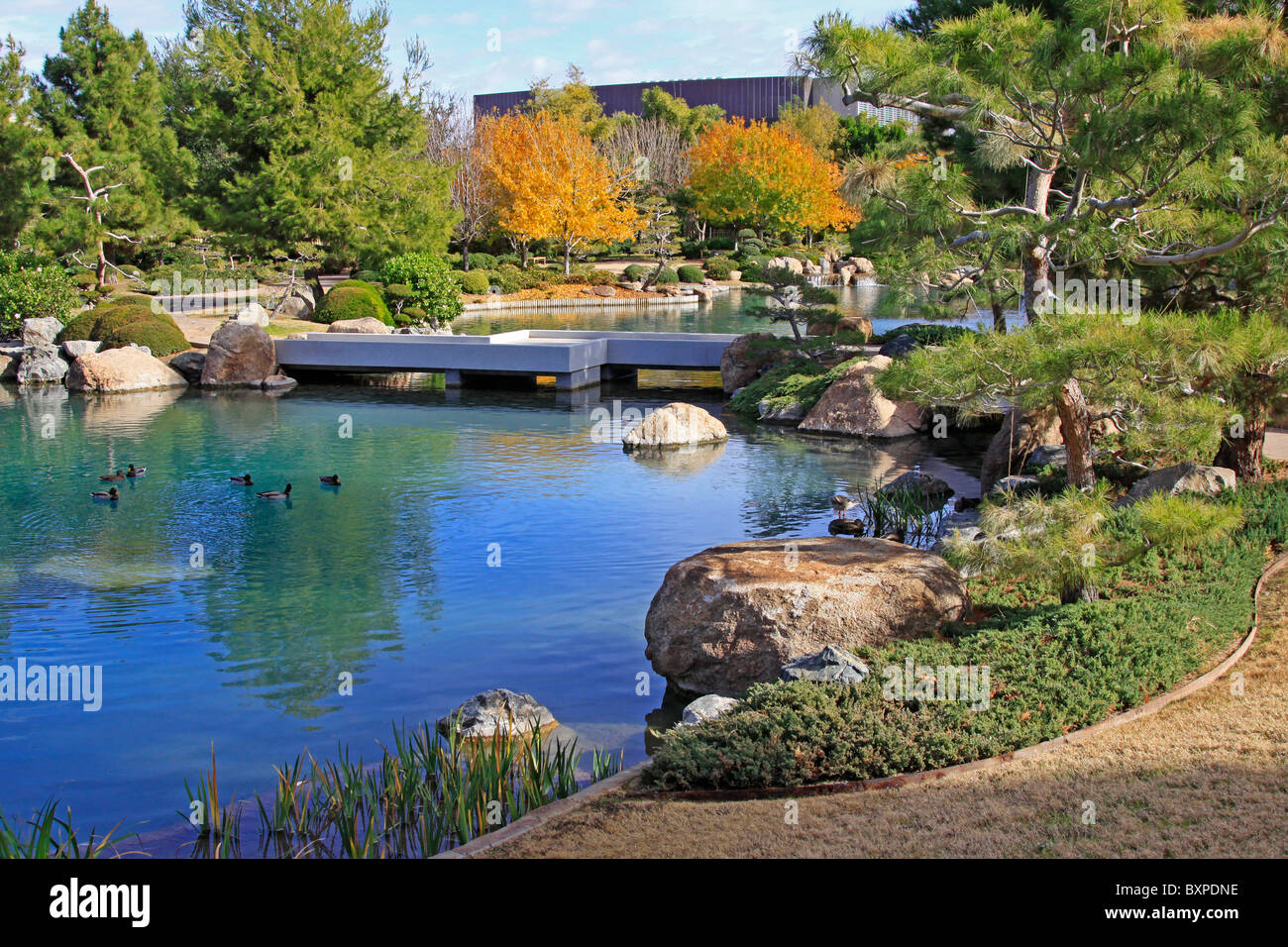 Anatre sedersi sulla tranquilla Koi pond all'Amicizia Giapponese Giardino a Phoenix, in Arizona in autunno Foto Stock