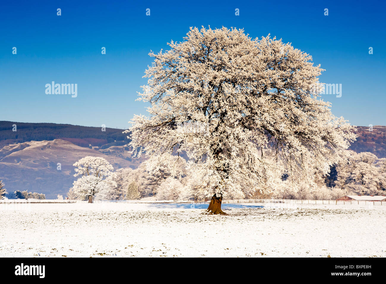 Un isolato brina albero coperto nel mezzo di una neve campo coperto in inverno, Scozia. Foto Stock