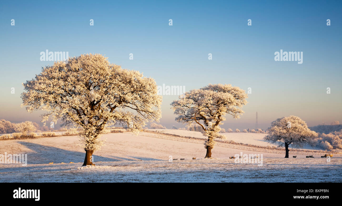 Tre alberi hoarfrosted in un campo, inverno, Scozia. Foto Stock
