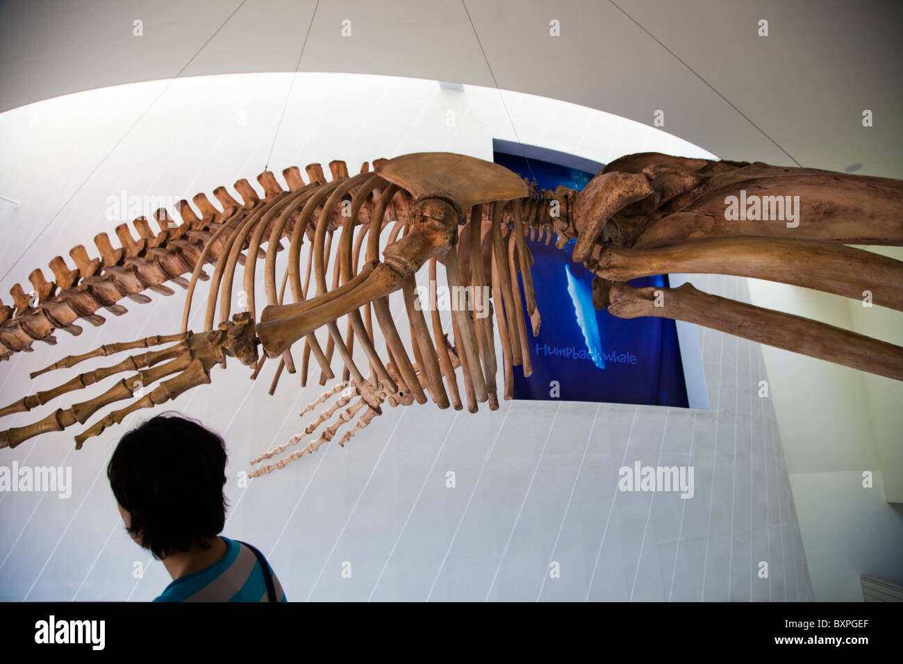 Mokpo Museo di Storia Naturale, Corea del Sud Foto Stock