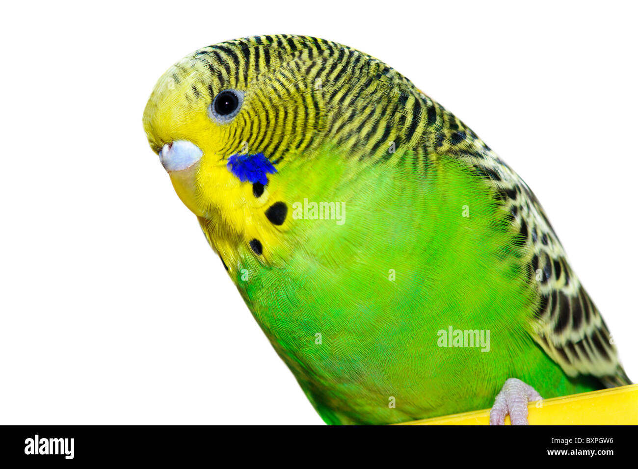 Verde e giallo budgie davanti a uno sfondo bianco Foto Stock