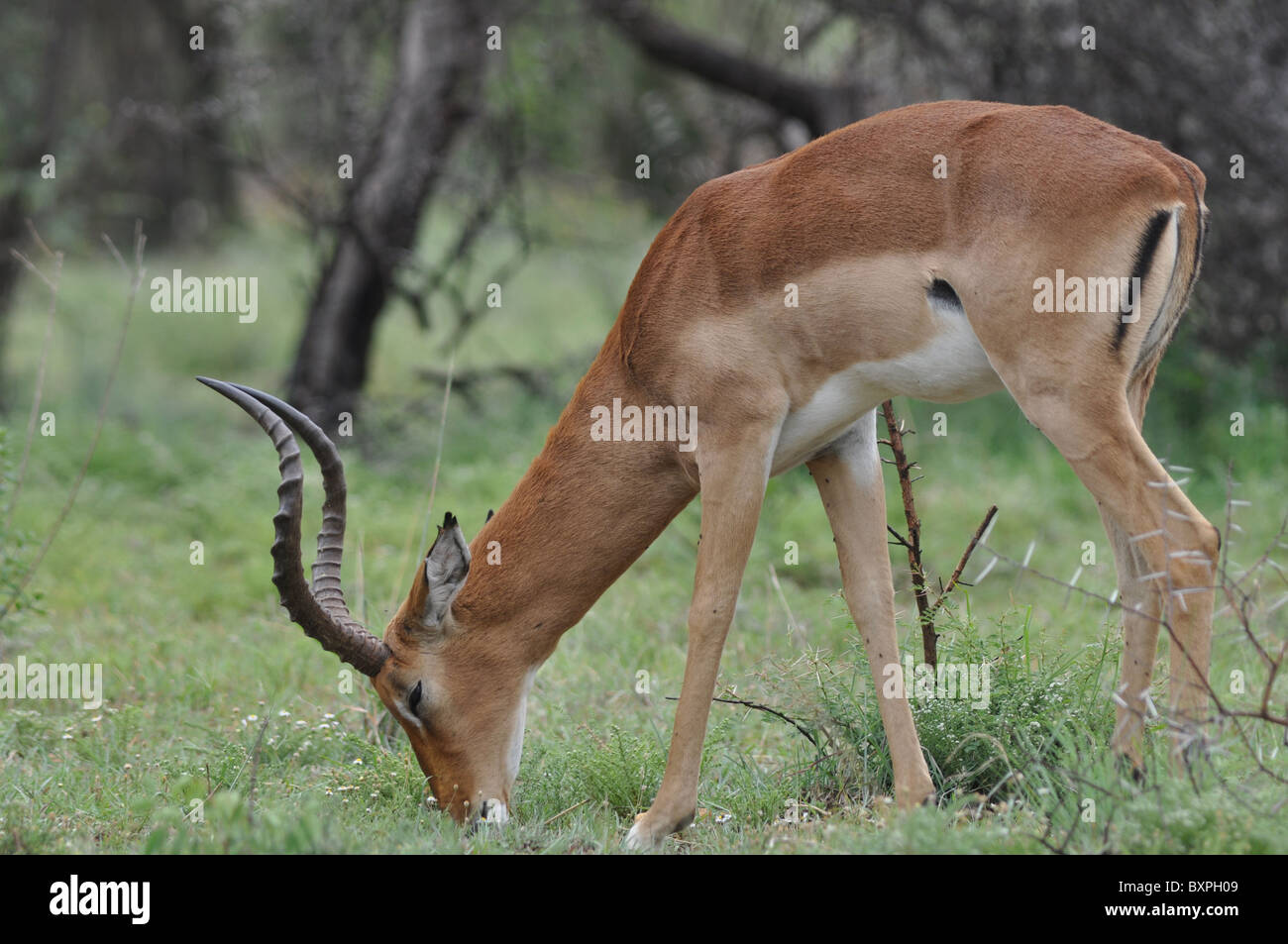 Ritratto di un Impala nel Parco Nazionale di Pilanesberg, Sud Africa Foto Stock