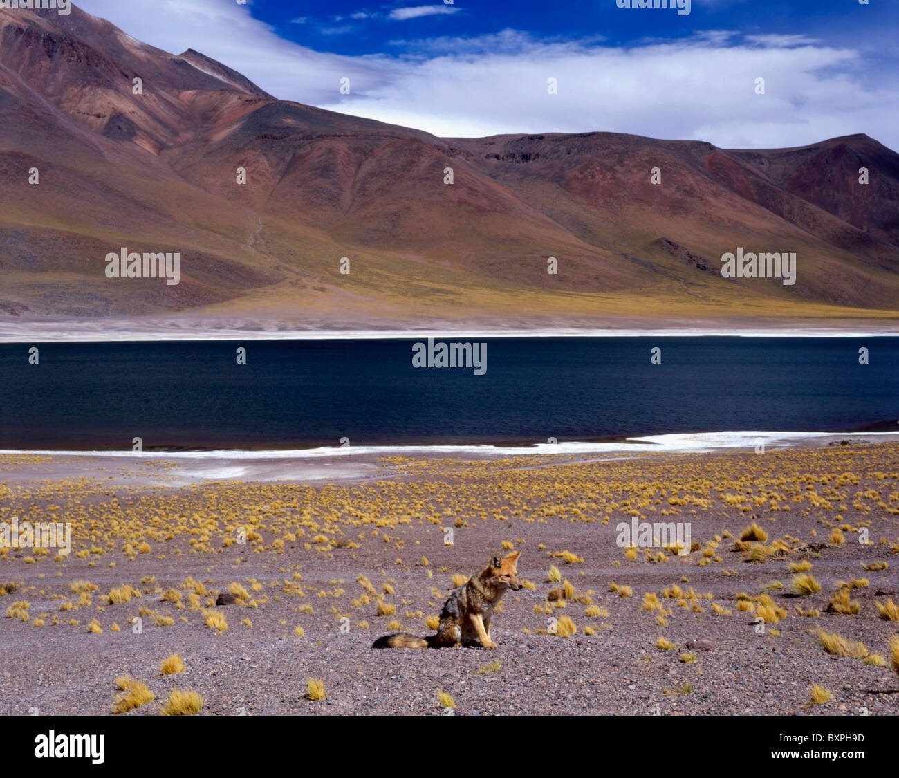 Fox andina infront di Laguna Miscante Foto Stock