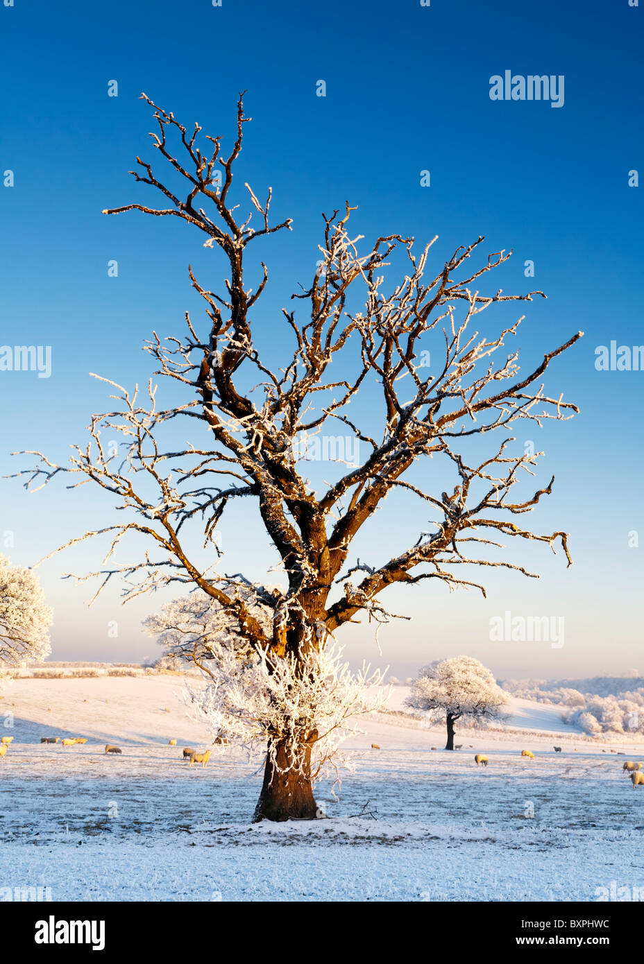 Un vecchio morto albero smerigliato in una coperta di neve del campo , Inverno, Scozia. Foto Stock