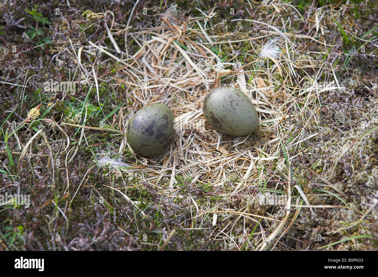 Arctic Skua Stercorarius parasiticus nest sito sulla brughiera sull Fetlar, Isole Shetland in giugno. Foto Stock