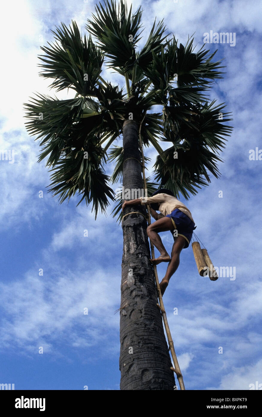 Uomo di arrampicarsi su un albero di Palma, a basso angolo di visione Foto Stock