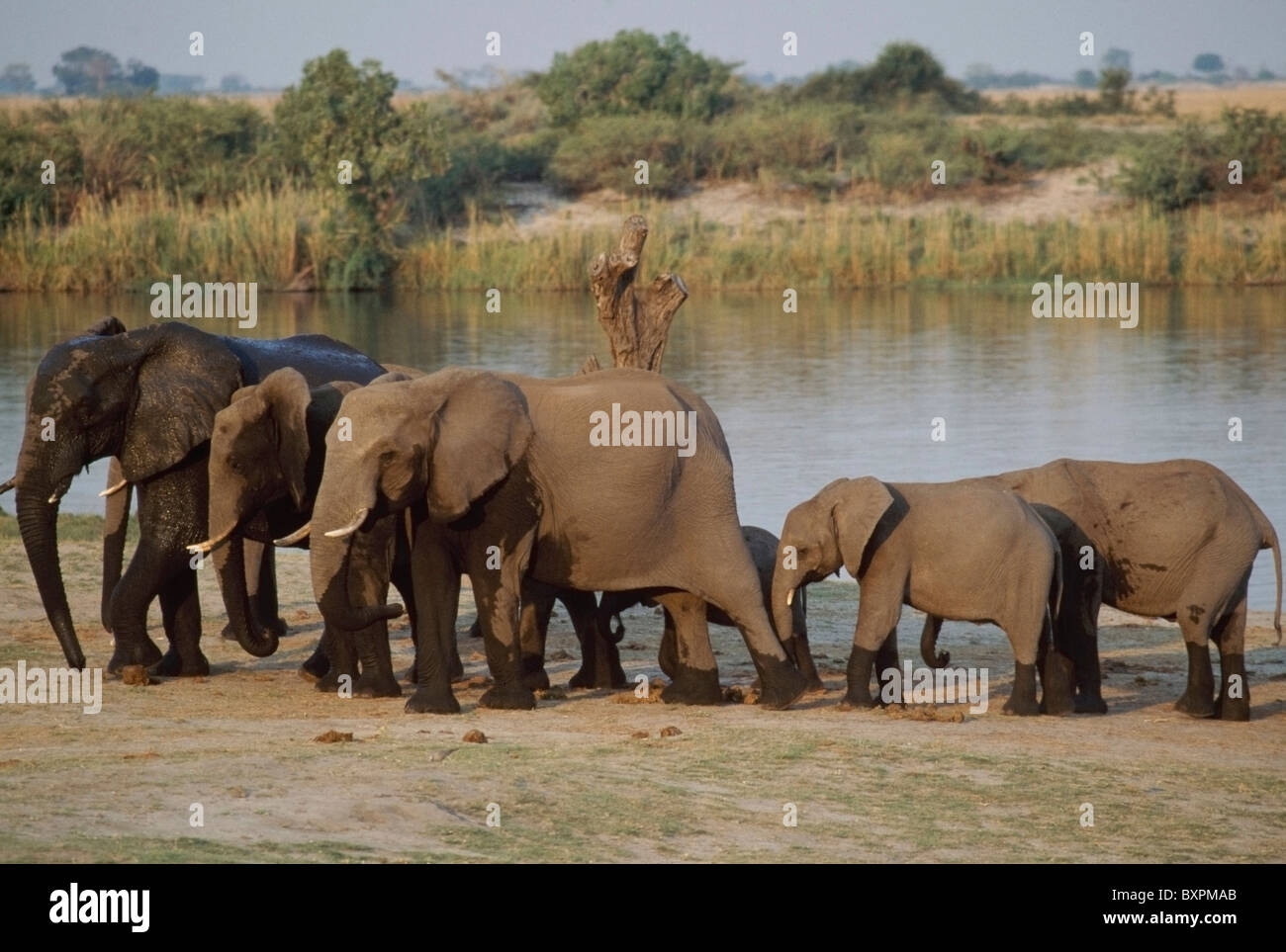 Gli elefanti africani dal lago Foto Stock