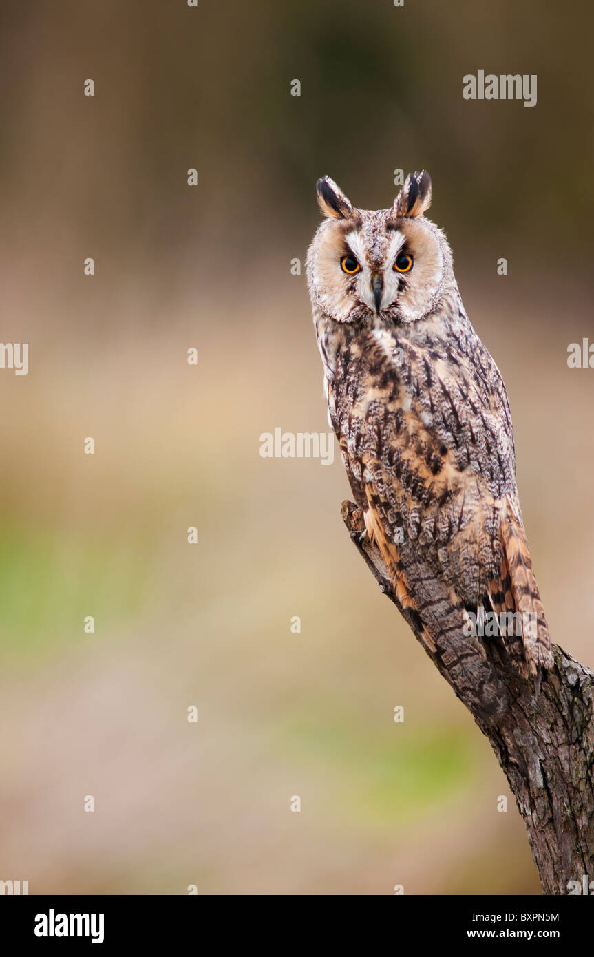 Long Eared Owl (allevati in cattività) appollaiato su legno ceppo di albero Foto Stock