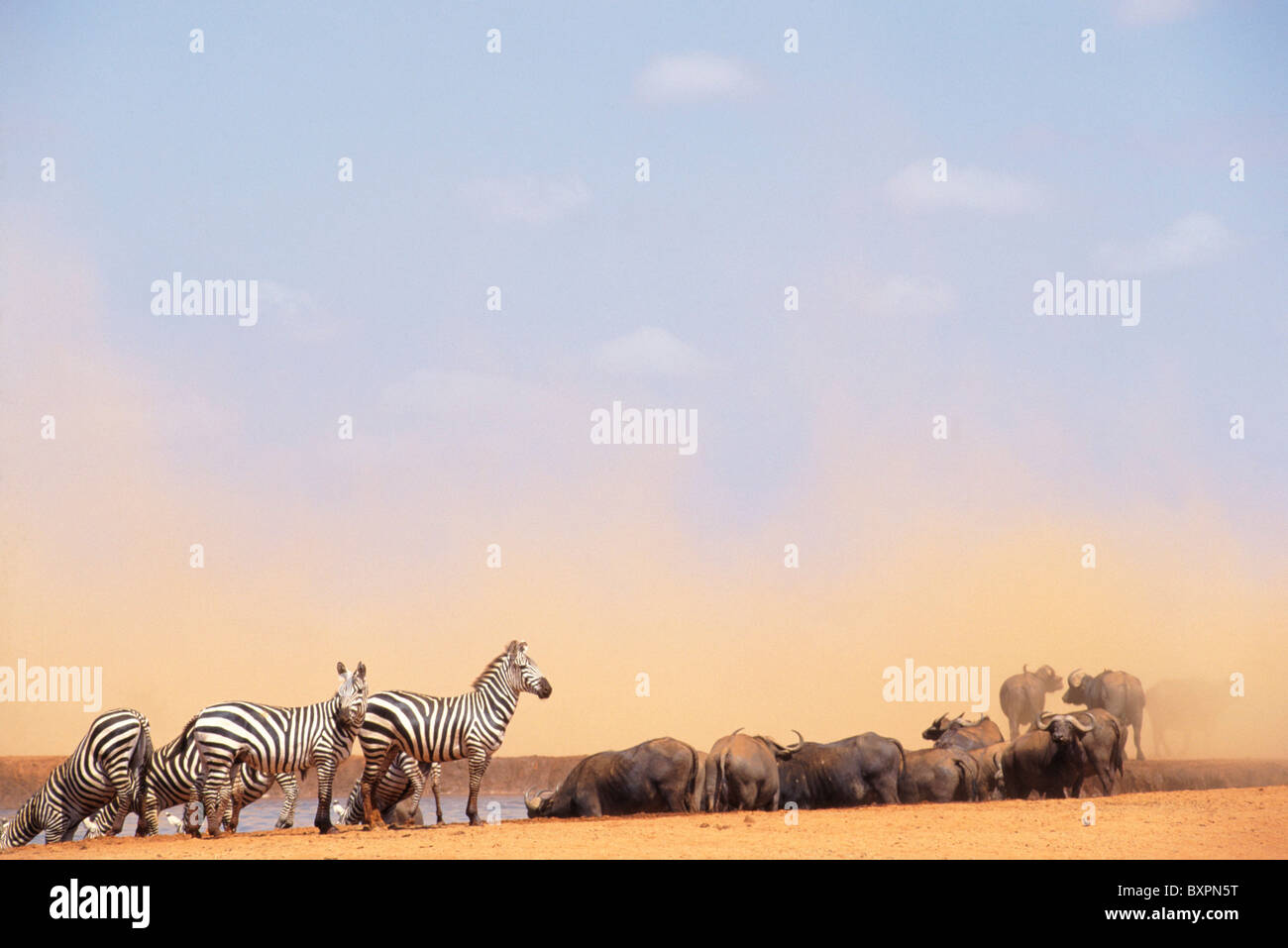 Zebre e bufali in corrispondenza di un foro di irrigazione Foto Stock