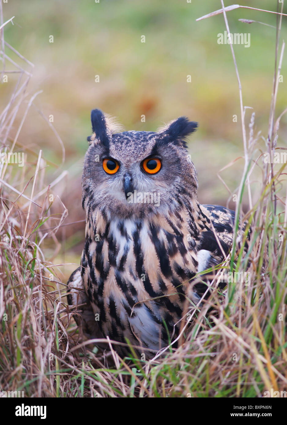 Ritratto di gufo reale, Bubo bubo (allevati in cattività) Foto Stock