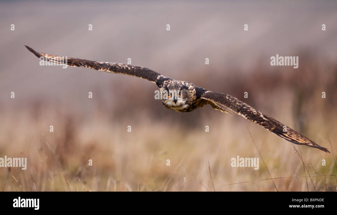 Gufo reale in volo, Bubo bubo (allevati in cattività) Foto Stock