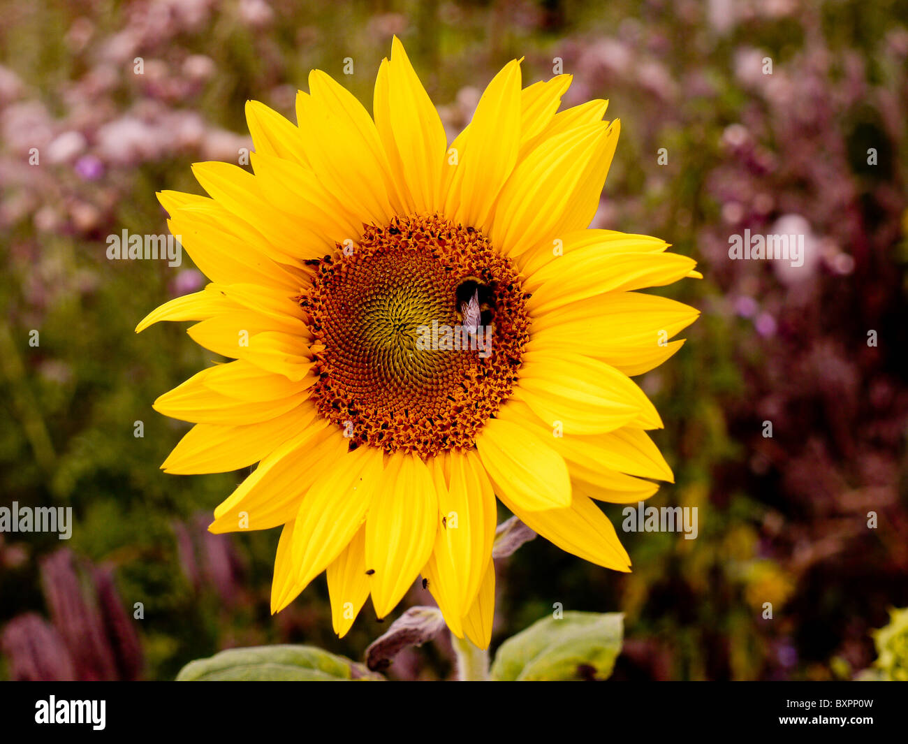 Macro di girasole con bee Foto Stock