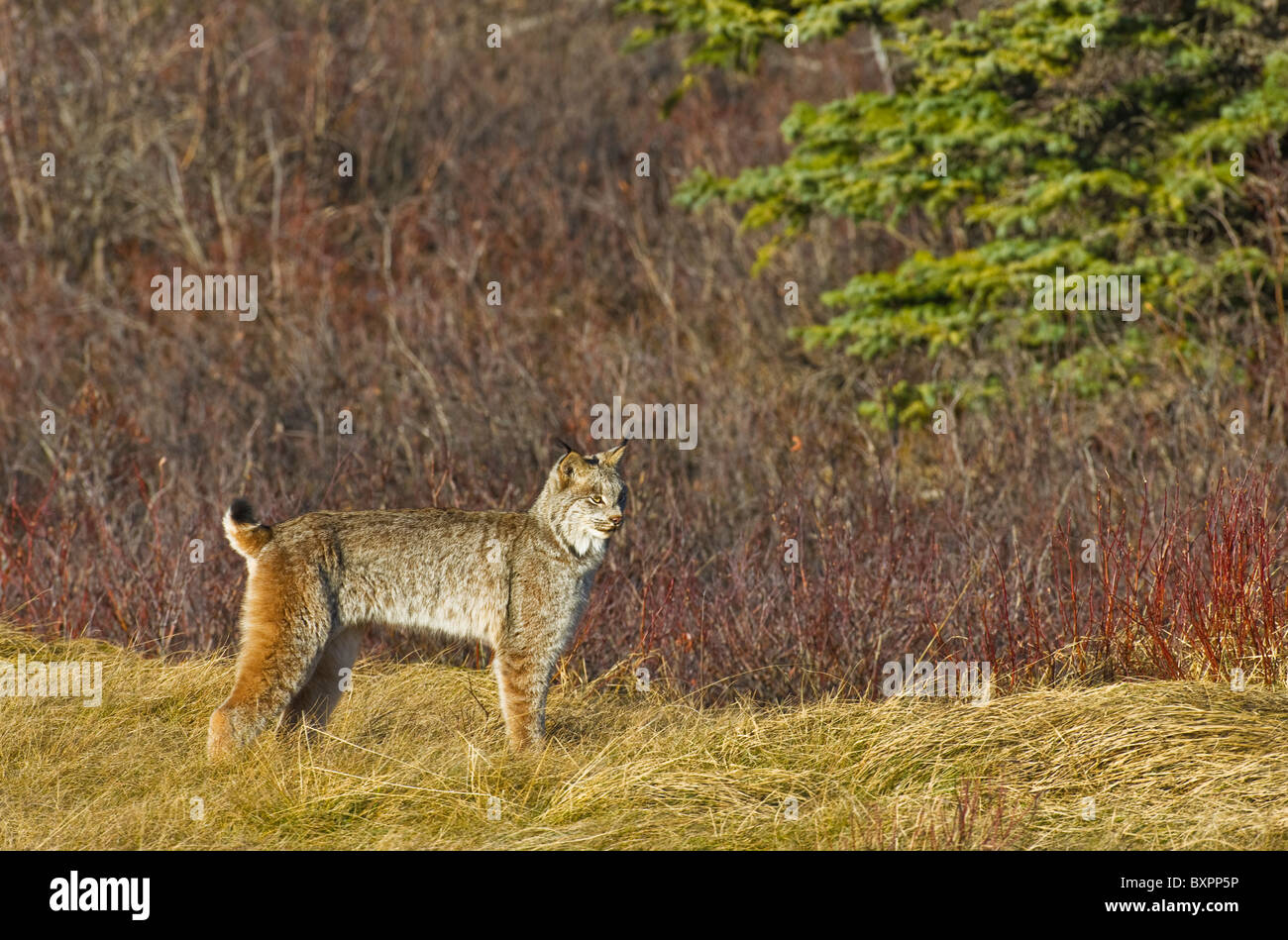 Una vista laterale immagine di un selvaggio lince canadese Foto Stock