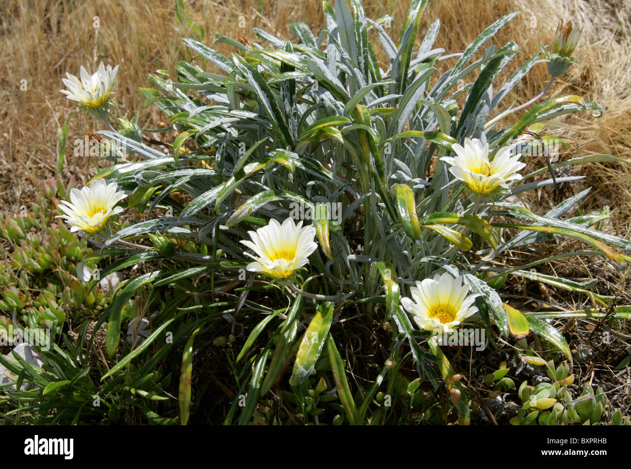 White Gazania Flowers on the Coastal Footpath, Hermanus, Western Cape, Sud Africa. Gazania linearis, Asteraceae Foto Stock