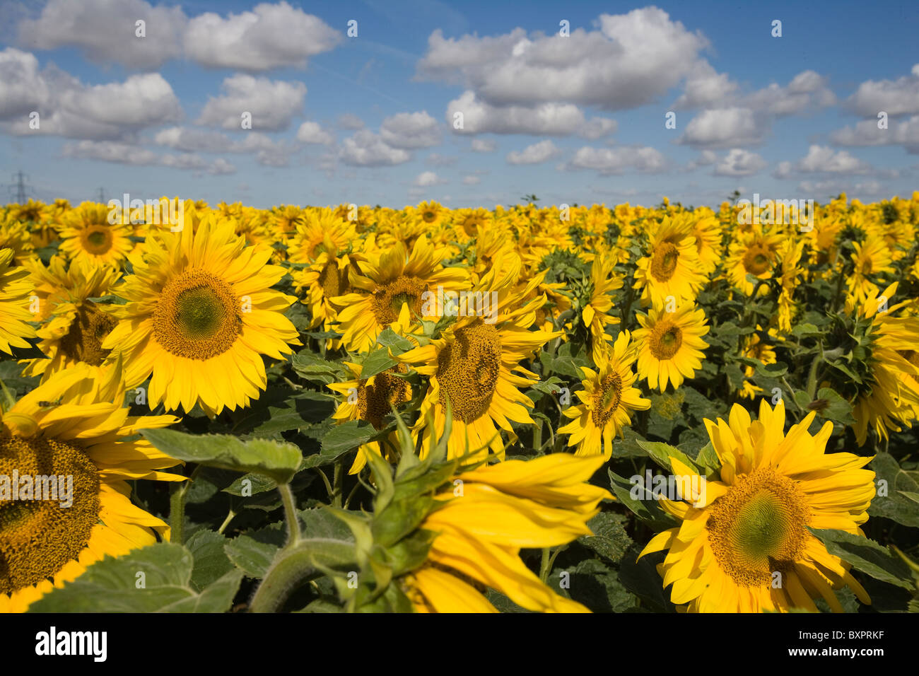 Un campo di semi di girasole in Lincolnshire, Inghilterra, Regno Unito. Foto Stock
