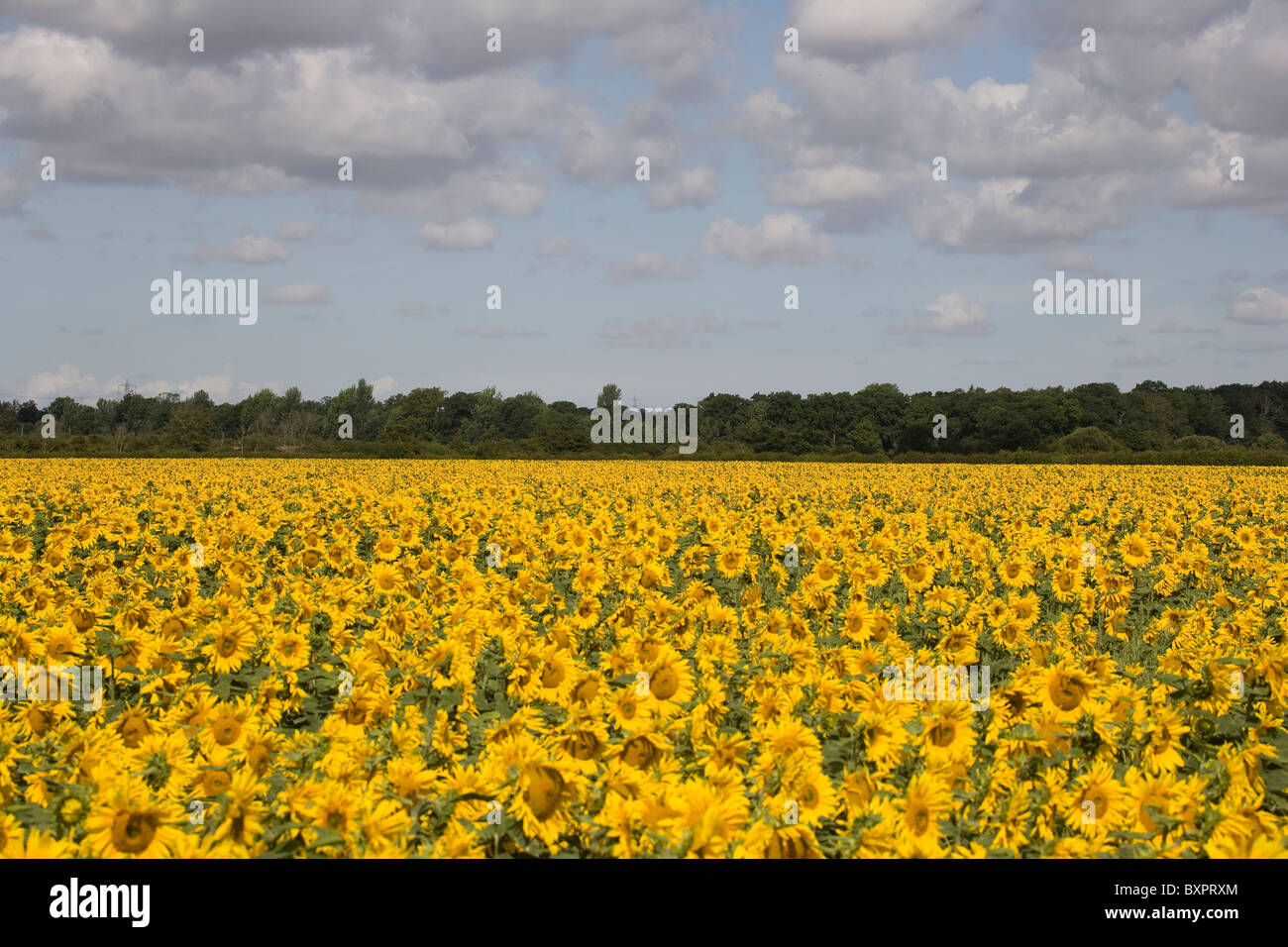 Un campo di semi di girasole in Lincolnshire, Inghilterra, Regno Unito. Foto Stock