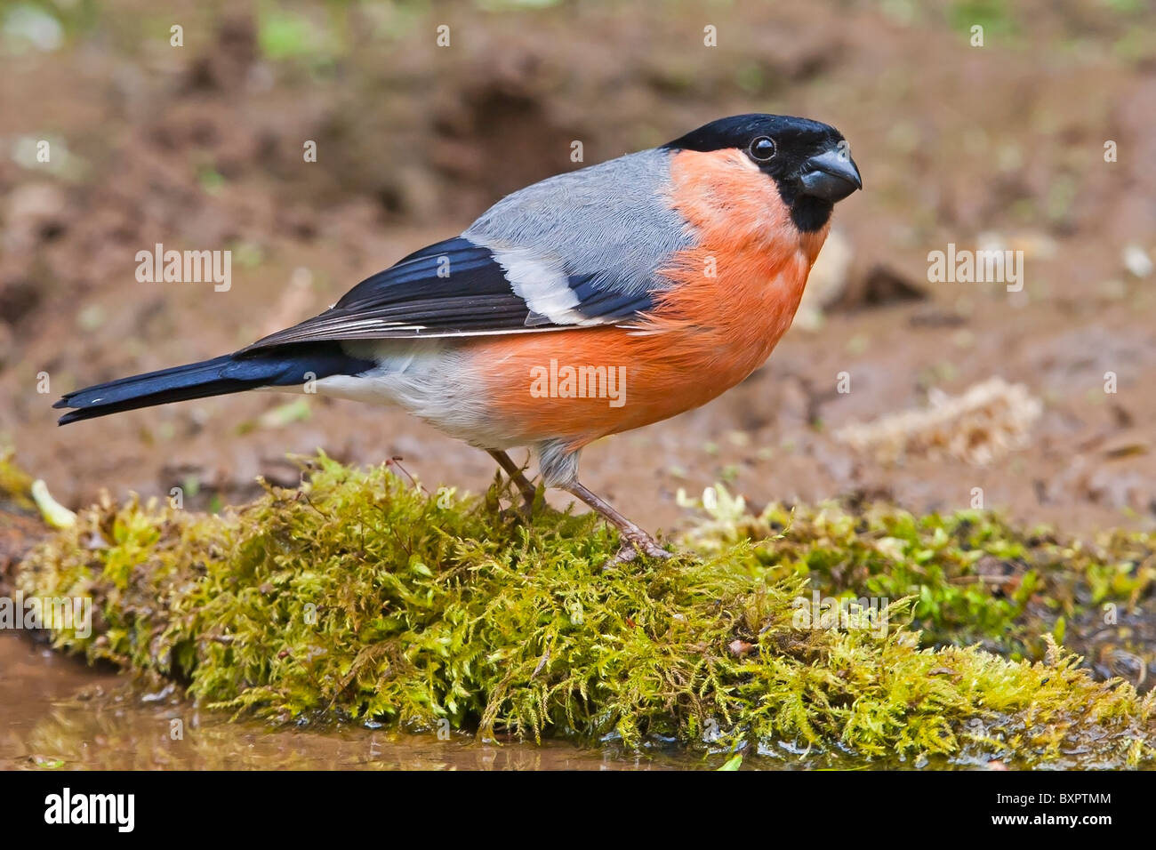BULLFINCH PERMANENTE SULLA MOSS in corrispondenza di un bordo di una piscina di acqua Foto Stock