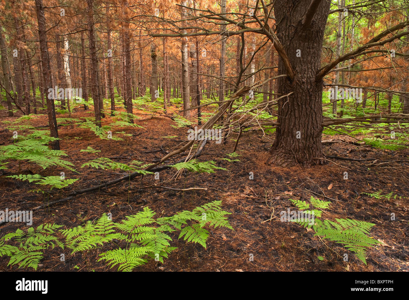 Conseguenze e ri-crescita della concessione prevista masterizzare sul Manistee National Forest, Michigan Foto Stock