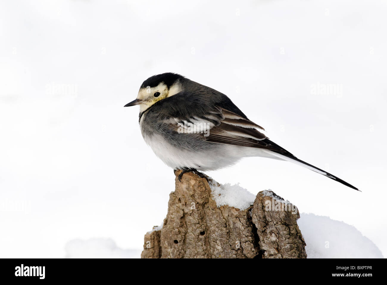 Pied wagtail, Motacilla alba yarrellii, singolo uccello sul ramo in snow, West Midlands, Dicembre 2010 Foto Stock