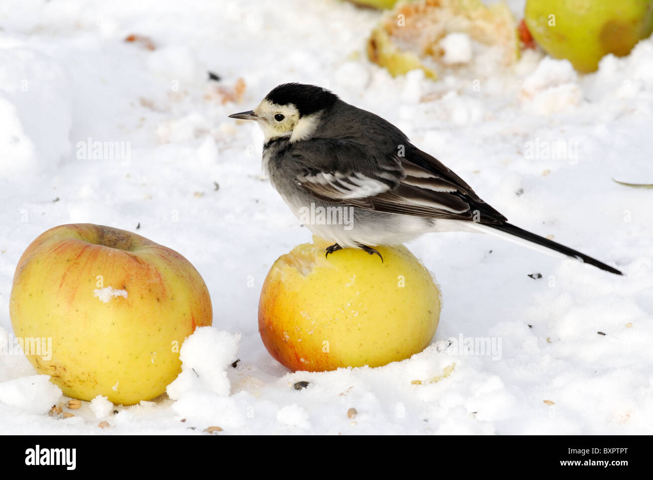 Pied wagtail, Motacilla alba yarrellii, singolo uccello sulle mele nella neve, West Midlands, Dicembre 2010 Foto Stock