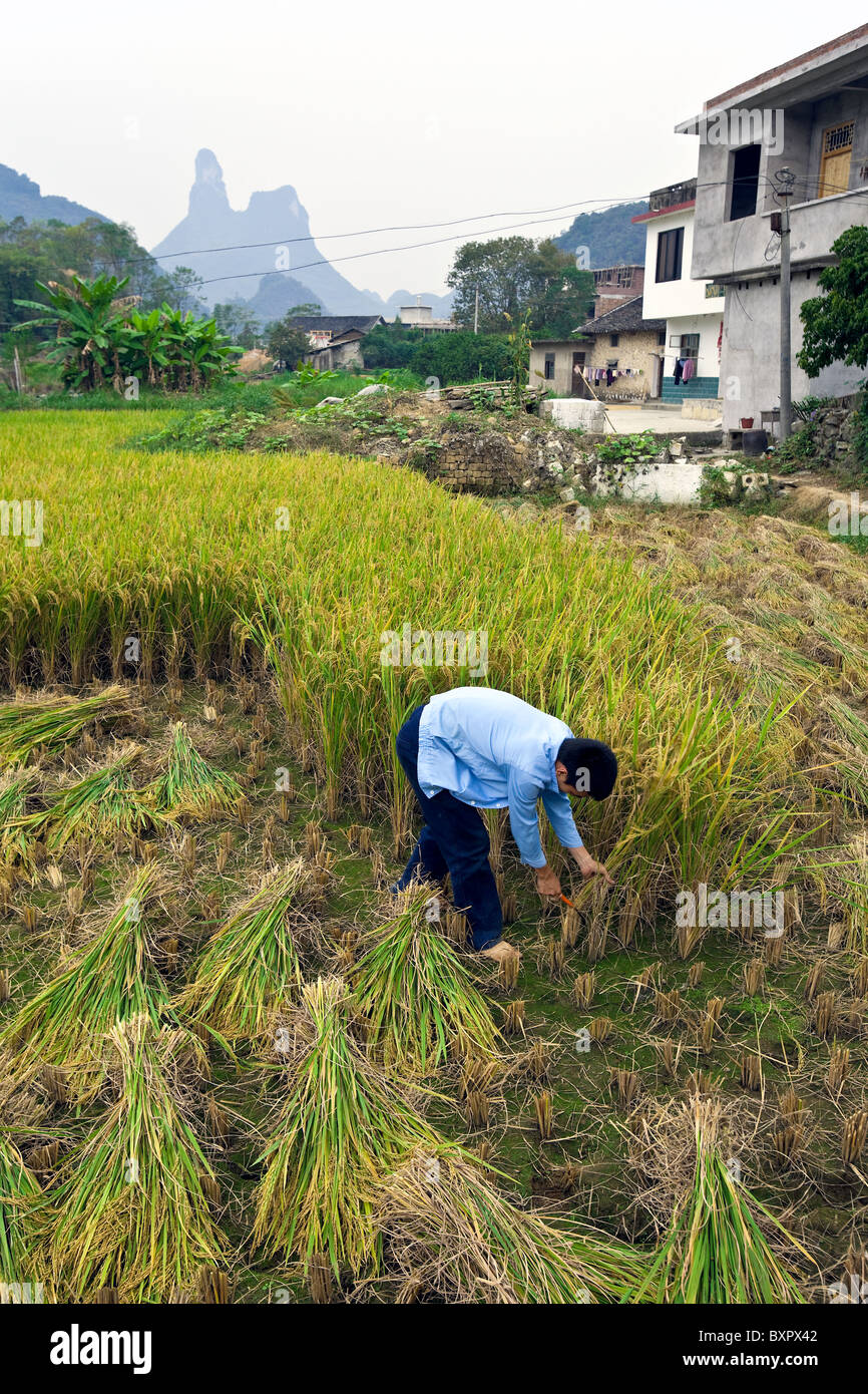 Cina, provincia di Guangxi, Yangshuo. La coltivazione del riso, raccolto. Foto Stock
