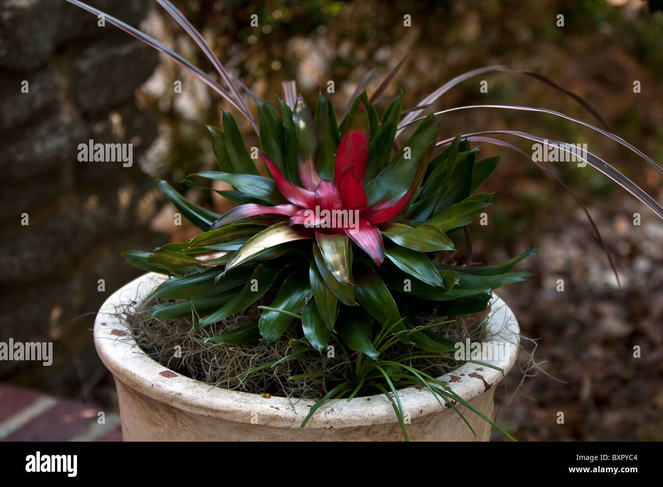 Potted blomelaid. Bromeliaceae (le bromeliacee) è una famiglia di monocotiledone piante da fiore Foto Stock