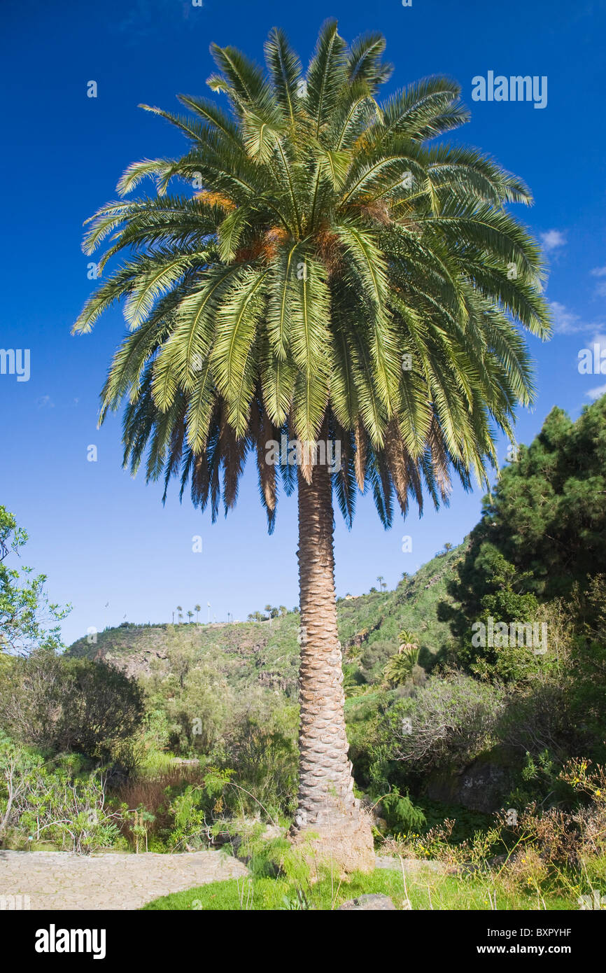 In Canarie Palm tree o Phoenix canariensis crescente nell'Jadrin Canario Viera y Clavijo su Gran Canaria. Foto Stock