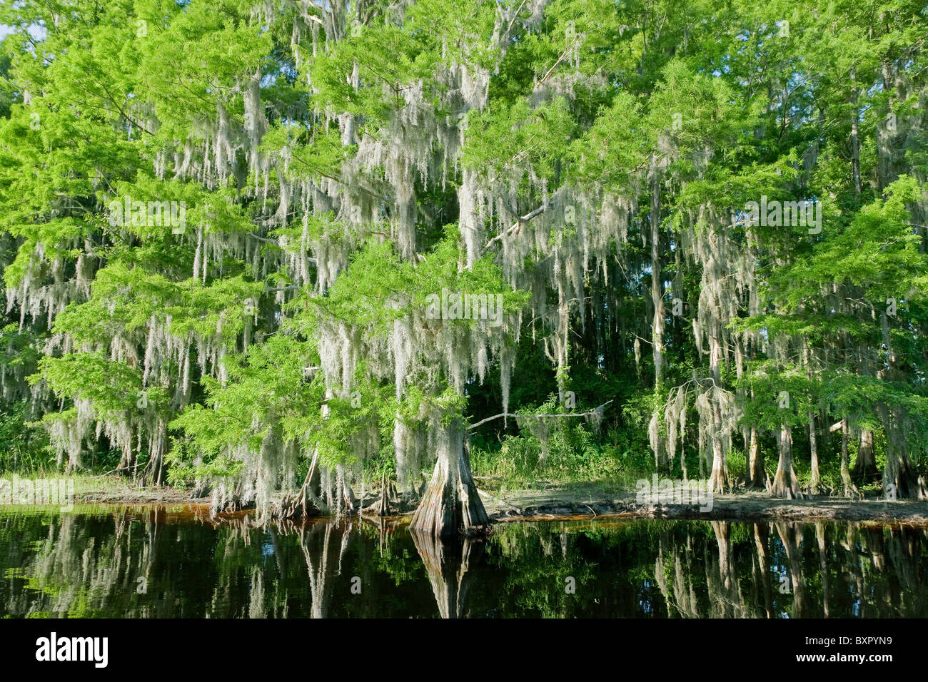 Cipresso calvo alberi riflettendo in acqua in una palude della Florida in una calda giornata estiva Foto Stock