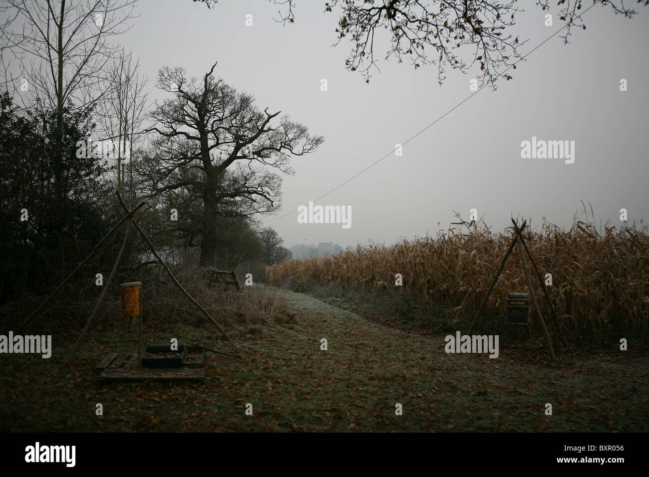 Gli alimentatori di fagiano sul bordo di un campo di grano in Surrey, al tramonto. Foto Stock
