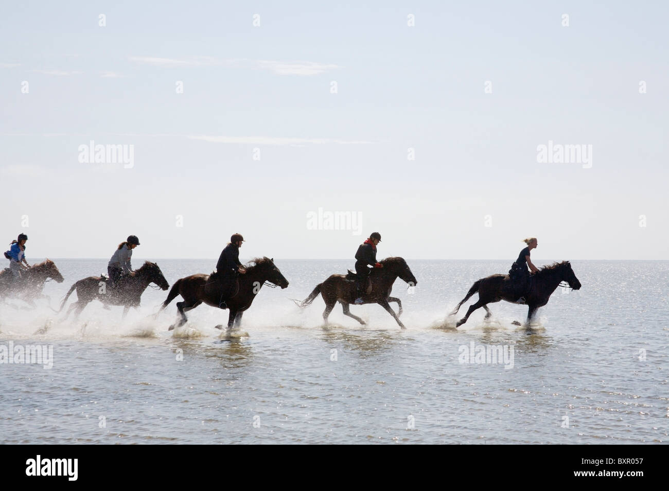 Cavalli islandesi su Ronnerne Foto Stock