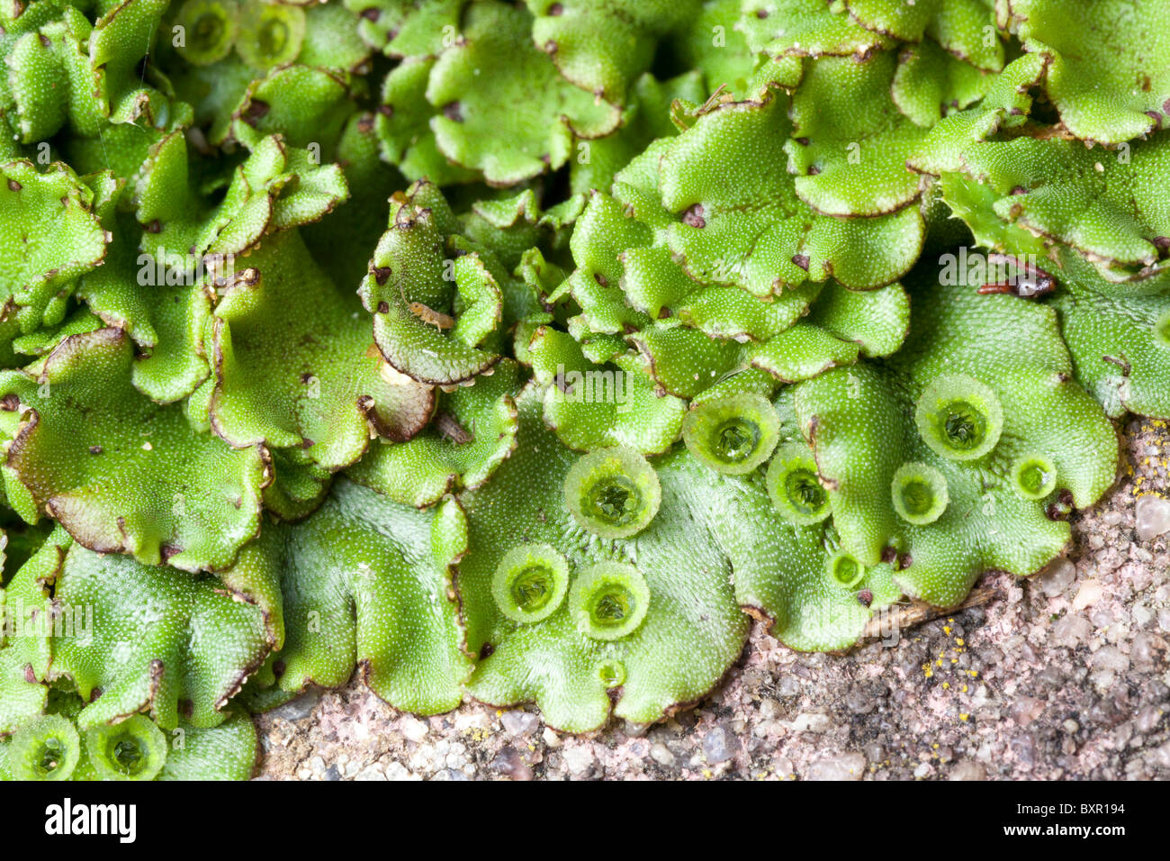 Marchantiophyta epatiche / hepatics Foto Stock