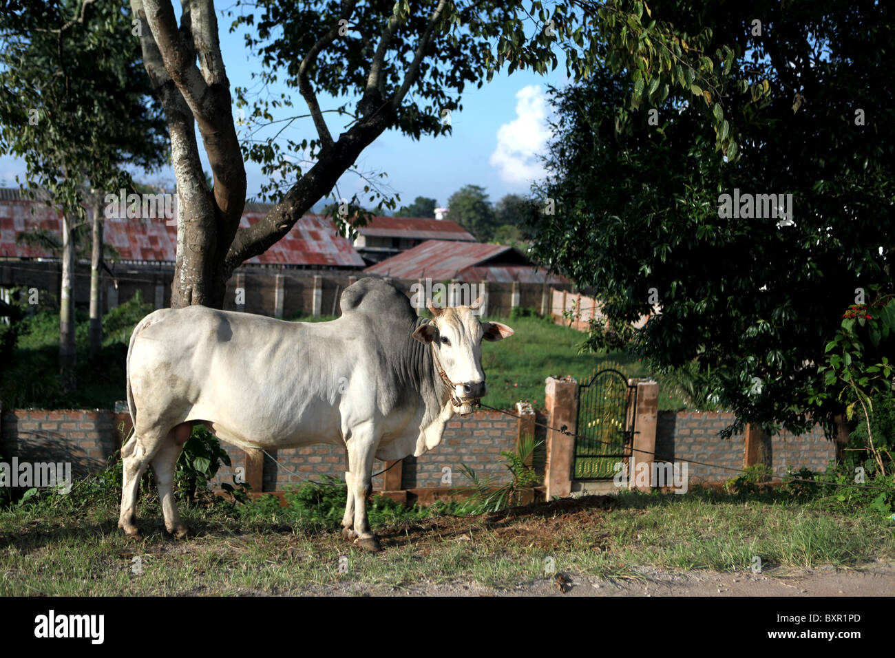 Una mucca in Pyin U Lwin o Pyin Oo Lwin, Mandalay Division, Myanmar. (Birmania) Foto Stock
