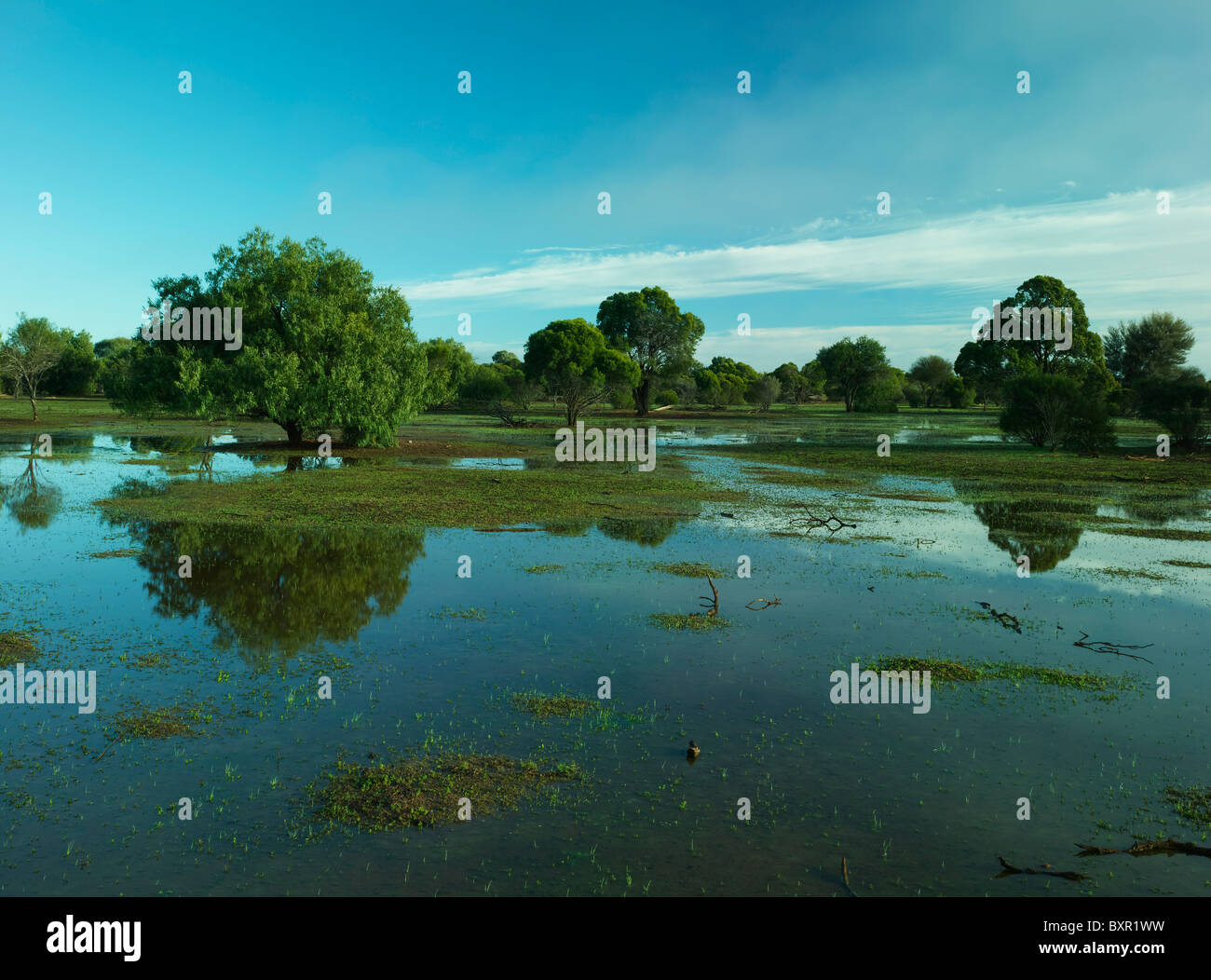 Terreni agricoli inondati, Cobar Aeroporto NSW Australia Foto Stock