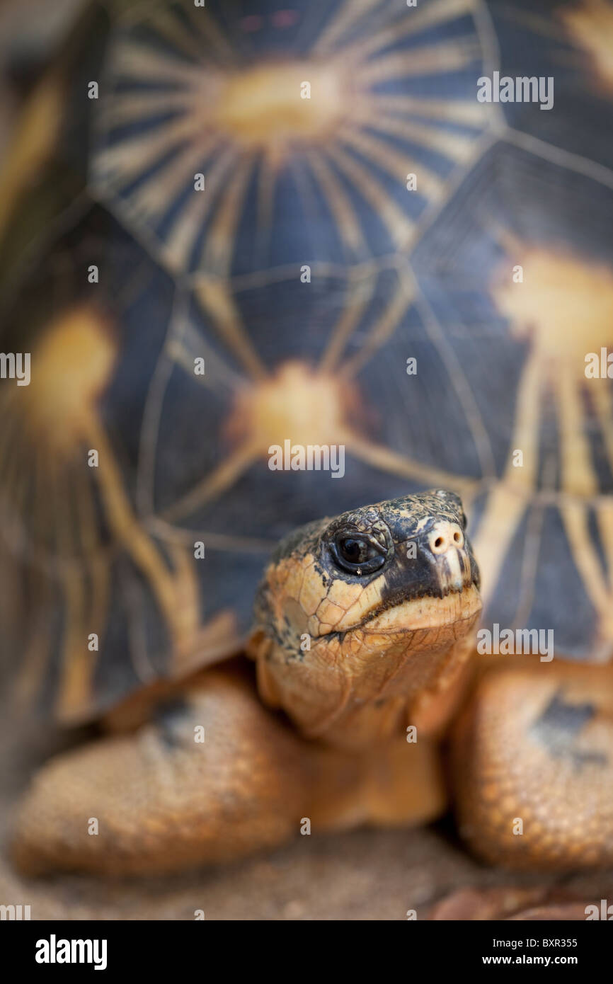 Irradiata Astrolelys tartaruga (Geochelone) radiata. Ritratto. Foto Stock