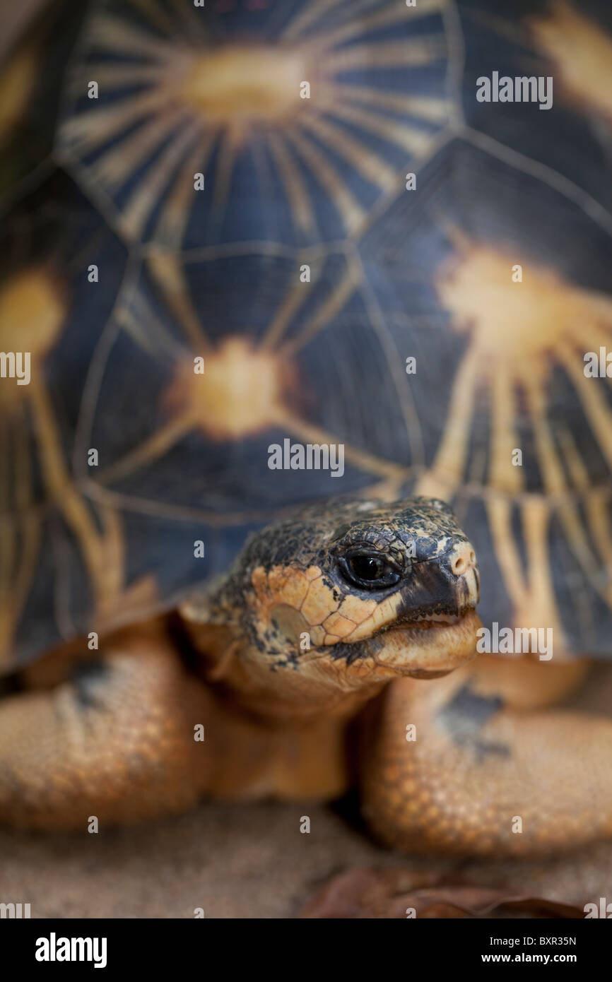 Irradiata Astrochelys tartaruga (Geochelone) radiata. Ritratto. Foto Stock