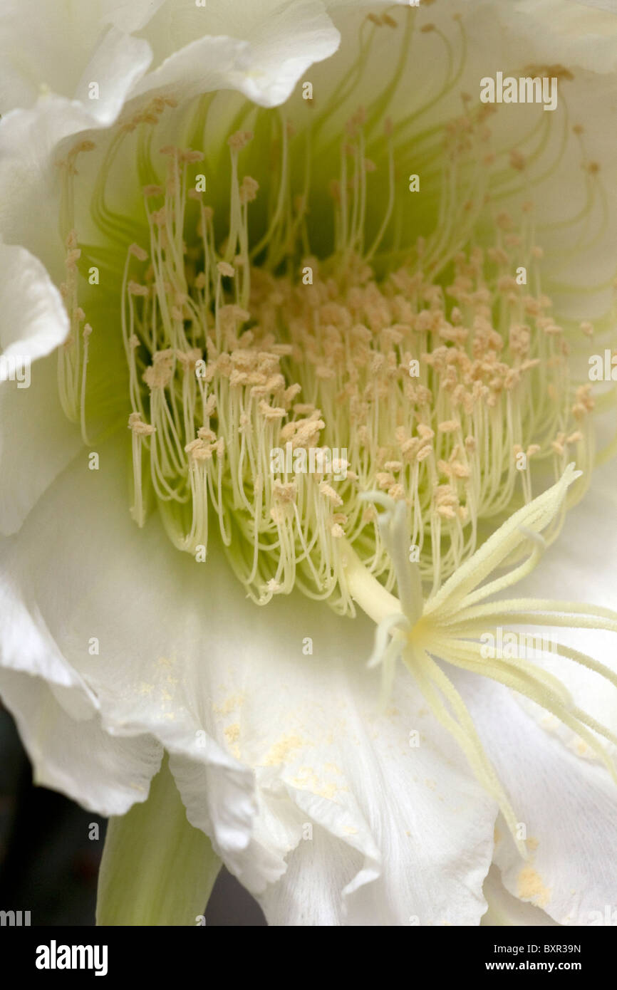 Notte cactus fioriti (Hylocereus undatus) close up Foto Stock