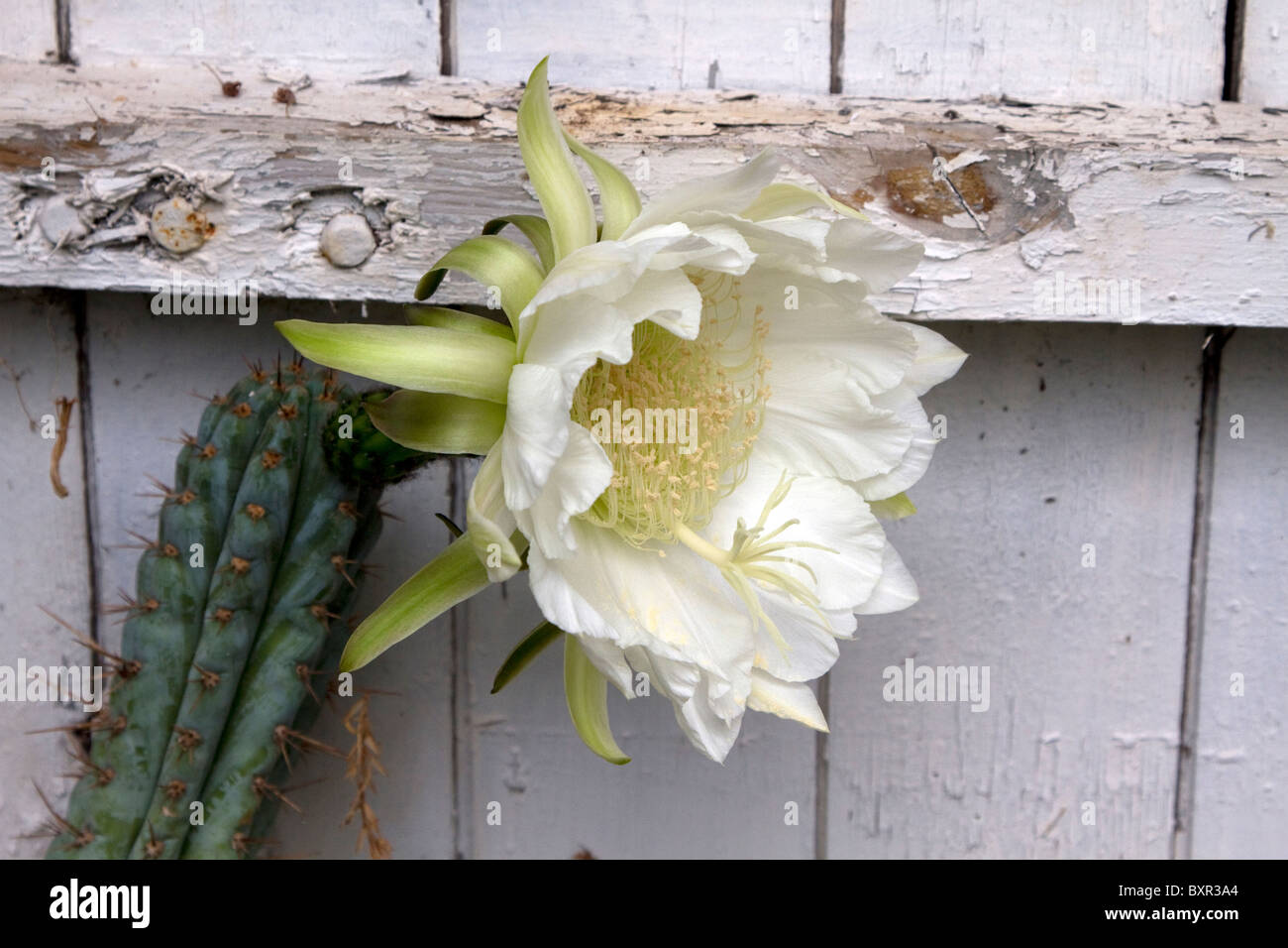 Notte cactus fioriti (Hylocereus undatus) Foto Stock