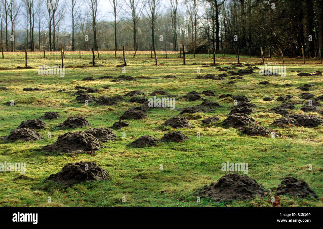 Molehills (Talpa europaea) in prato, Belgio Foto Stock