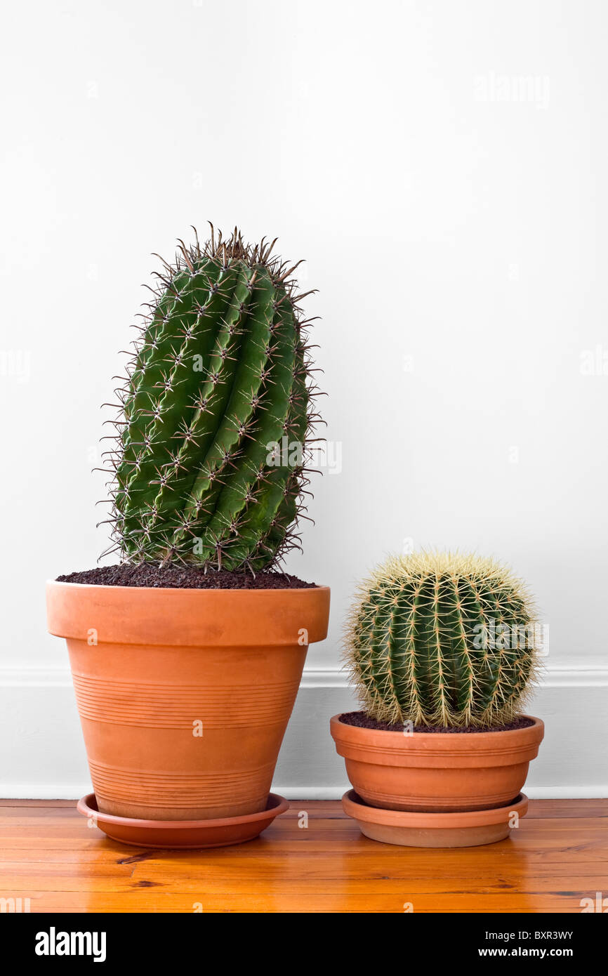 Pentola di cactus (Ferocactus herrerae et Echinocactus grusonii) in un piatto. Cactus en pot dans un appartement. Foto Stock