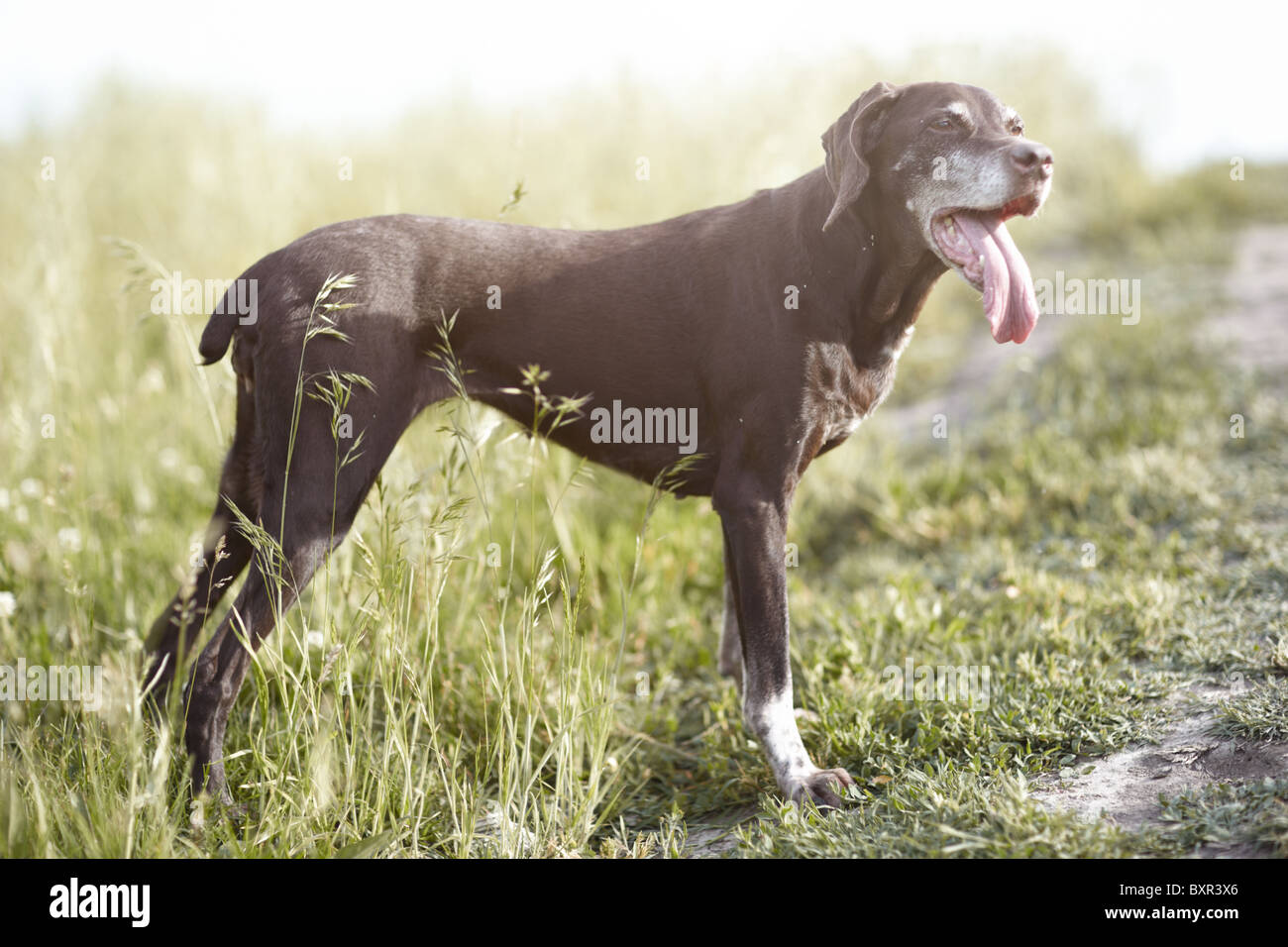 Kurzhaar cane all'esterno. Luce naturale e colori Foto Stock