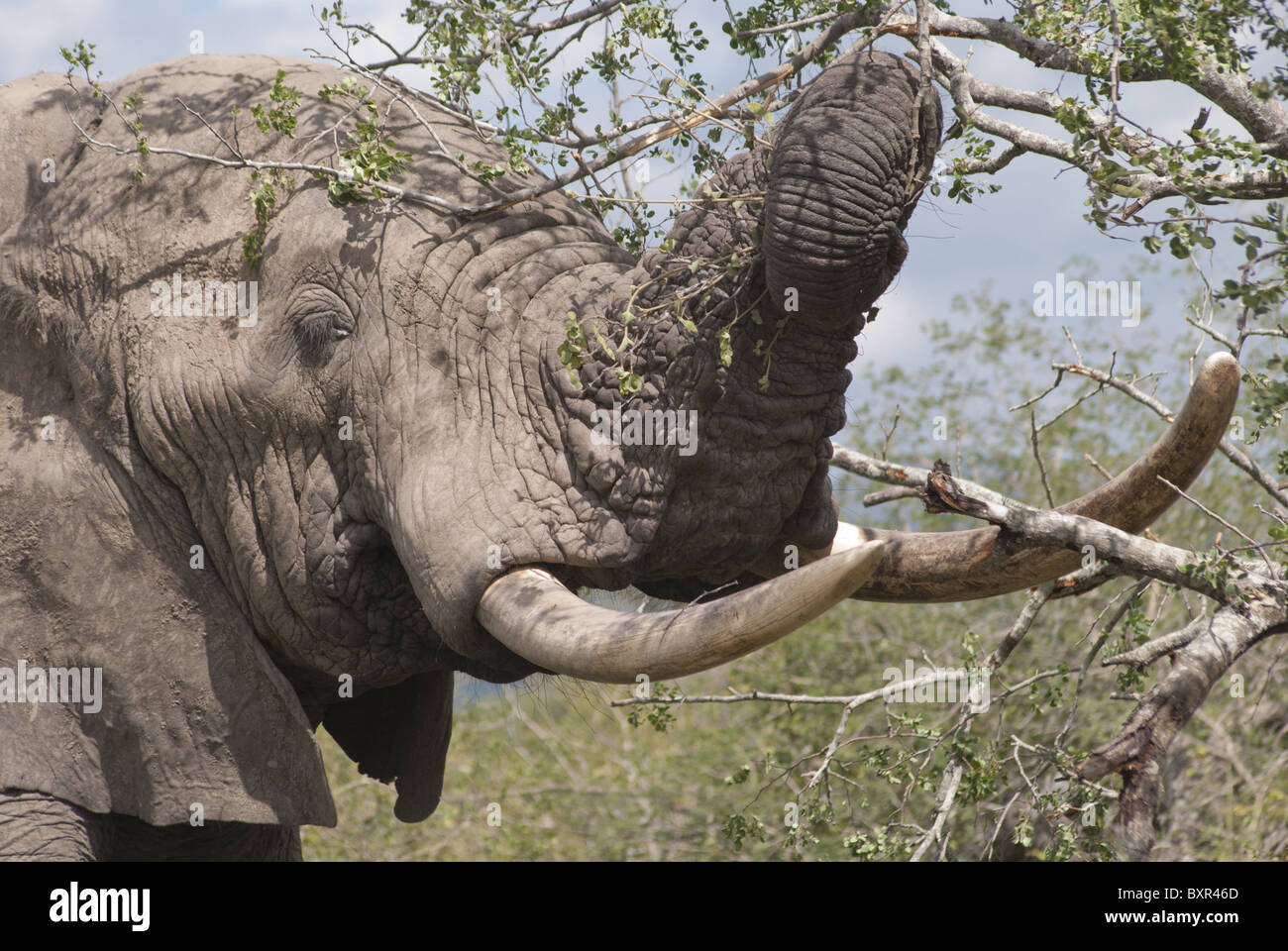 Elefante africano, Parco di Kruger Foto Stock