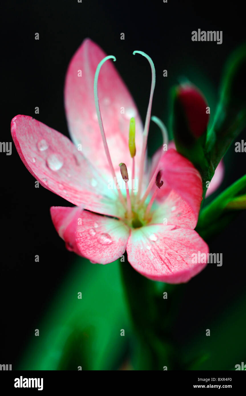 Schizostylis coccinea fenland break rosa kaffir gigli giglio fiore fiori bloom blossom garden di piante perenni corm Foto Stock