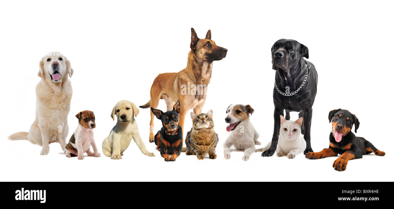 Gruppo di cani, cuccioli e gatti su sfondo bianco Foto stock - Alamy