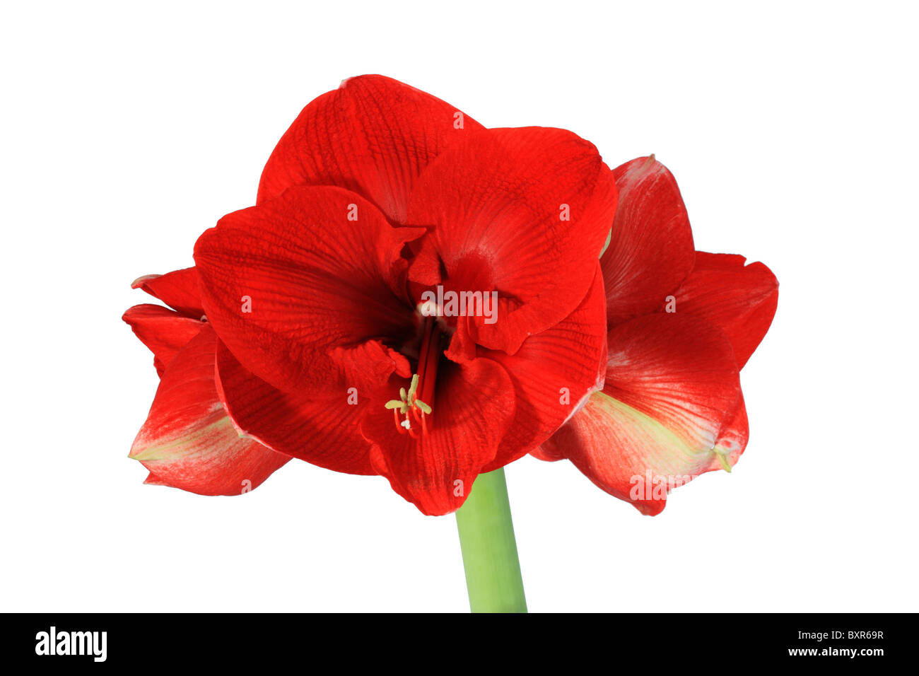 Rosso grande fiore amaryllis isolati su sfondo bianco Foto Stock